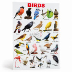Birds Chart